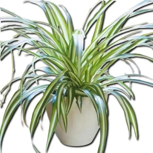 Mala Madre O Cinta ( Planta ) Chlorophytum Comosum 20 X 20cm