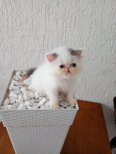 Gatinho Persa Branco E Cinza
