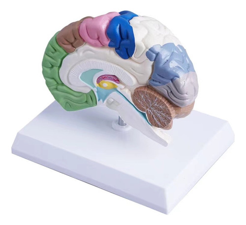 Modelo De Cerebro Humano De 2 Partes