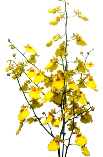 comprar Orquídea Oncidium Chuva De Ouro * Adulta *