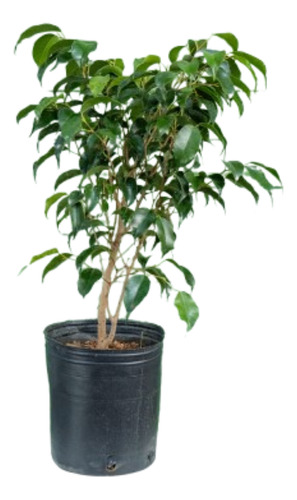 Ficus Benjamina Interior/exterior 80 Cm Sin Maceta