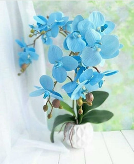 Orquideas Azules Naturales | MercadoLibre 📦