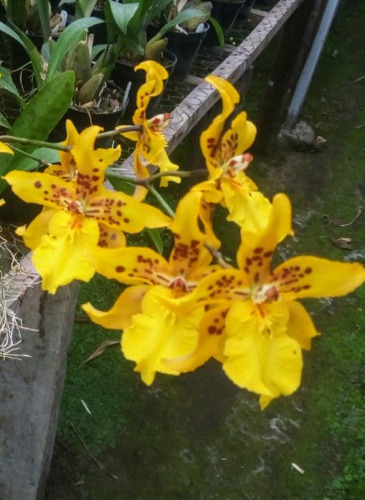 Orquídeas, Plántulas De Odontoglosum Amarillo.