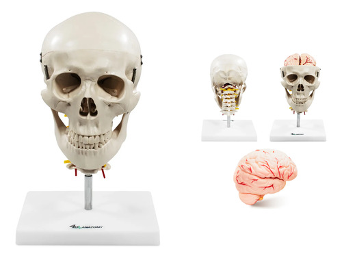 Crânio Com Coluna Cervical - Cérebro - 15 Partes - Anatomia