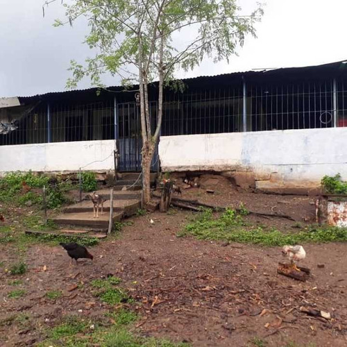 Imagen 17 de 20 de Finca Productiva Para Cria De Porcinos En Parapara De Ortiz
