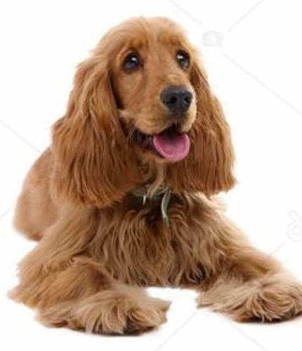 Imagen 1 de 5 de Cuido Perros Pequeños En Mi Domicilio Solo Uno Por Vez