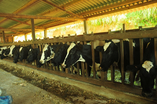 Imagem 3 de 12 de Fazenda 310 Hectares, Rica Em Água Com Represas, Cachoeiras E Nascentes, Casa Sede, 3 Casas De Colono, 3 Galpões, 3 Currais, Ótima Localização - Fa00278 - 71023973