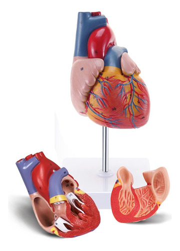 Anatomia Humana Estructura De Corazón Vena 1:1,2 Partes