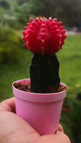 Cactus Coreanos. Rojos.