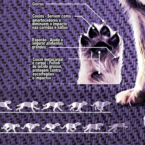 2 Poster 60x90cm Anatomia Animal Cães Gatos Veterinária
