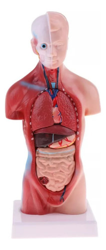 Aplicable A Kits De Ciencia Modelo 28cm Torso Vísceras