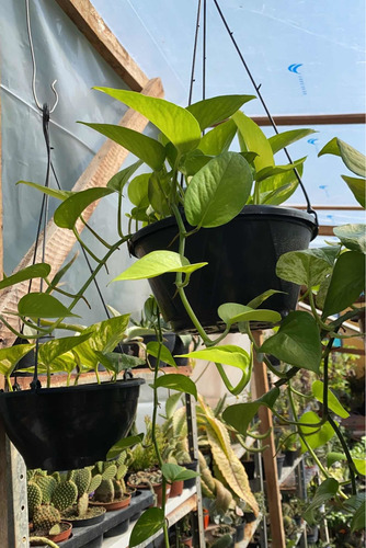 Jiboia Verde Amarela - Planta Aérea 20cm