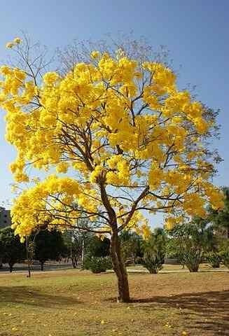 Lapacho Amarillo 80 Cm Envios