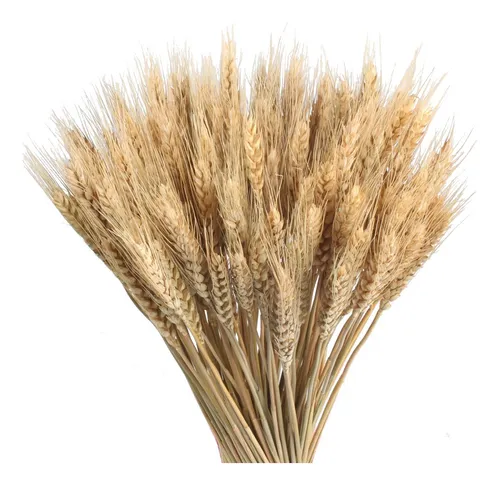 Gtidea Espigas De Trigo Natural Secas, Decoración De.