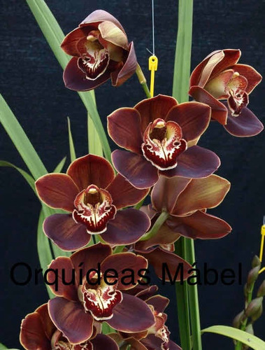 Imagen 6 de 10 de Cimbidiums Orquídeas De Cascada Y Normal, Hermosos Colores