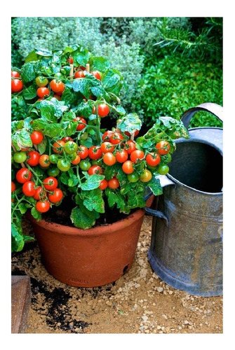 Tomate Cherry Rojo Italiano X 1000 Semillas -profesional