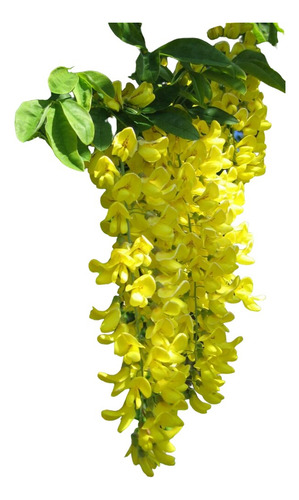 Lluvia De Oro, Arbolitos Muy Bonitos
