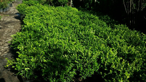 Imagen 4 de 9 de Cerco Buxus Sempervirens Bocha 10lts