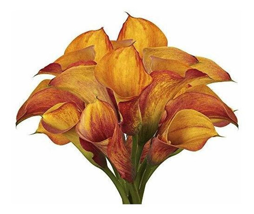 Globalrose 30 Tallos De Color Naranja Calas - Flores Frescas