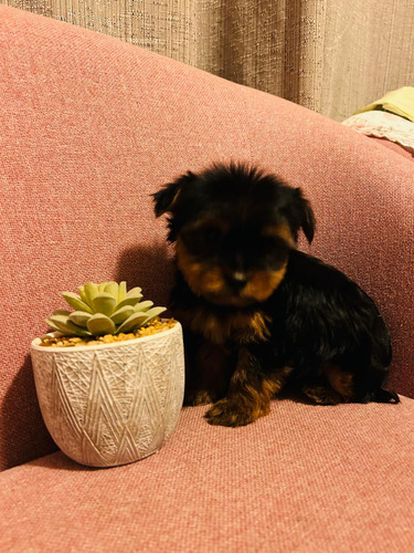 Peques Yorkshire Micro Toy