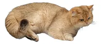 Comprar Camas Para Gatos Bedsure, Lavables, Sofá Con Espuma, Extra P