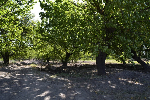 Imagen 2 de 14 de Vendo Finca Cañada Seca San Rafael Mendoza