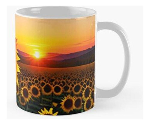 Taza Girasol Durante La Puesta De Sol Calidad Premium