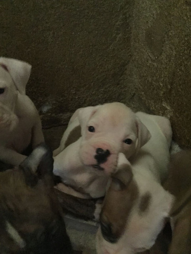 Dogo Argentino Branco Pirata Com Vacina E Vermifugo Entreg