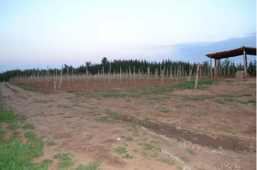 Fundo 33 Has En Venta En Cauquenes, Con Plantación De Pinos