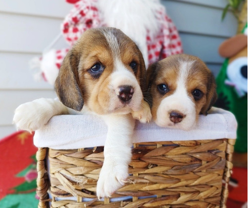 Preciosos Beagle Enanos Finos 