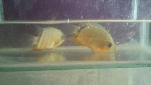 Severum Verde 5/6 Cm