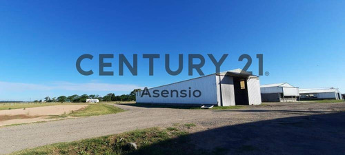 Imagen 6 de 22 de Granja Modelo Productora Huevos Venta Automatizada Baradero, Campo 4hts