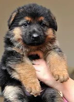 Comprar Pastor Alemán. Pastor Alemán Bellos Cachorros Adorables