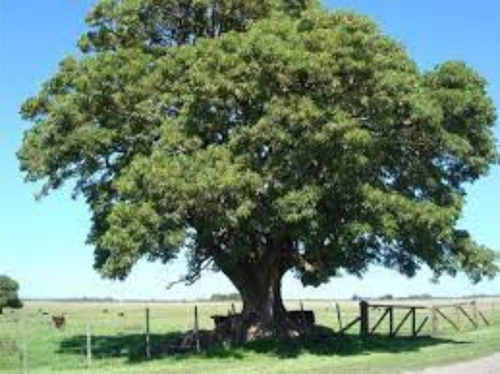 Imagen 1 de 10 de Arbol Ombú Nativo - Hermoso Y Grande - E. Gratis Amba