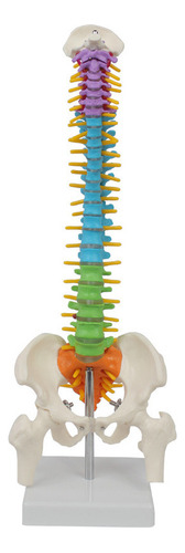 Columna Vertebral De Color Medio Con Huesos De La Pierna Pél