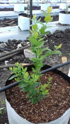 Plantas De Arándano Azul Y Frambuesa