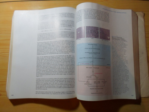 The Biology Of Cancer - Robert A Weinberg