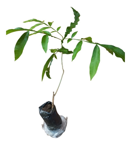 Plantula De Árbol De Jaboncillo (sapindus Saponaria)