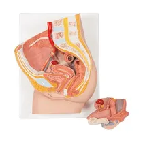Comprar Modelo Anatómico Pelvis Femenina