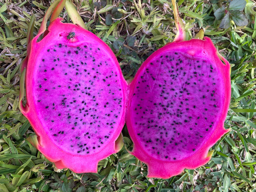 20 Esquejes De Pitahaya Purple Haze Variedad Autofertil