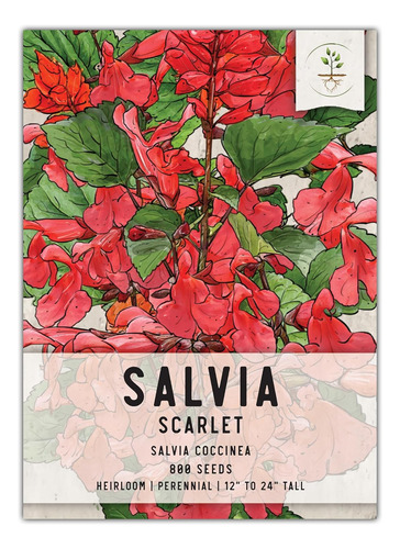 , Semillas De Salvia Roja Escarlata, 800 Semillas Tradiciona