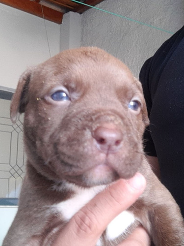 Imagem 2 de 2 de Pitbull