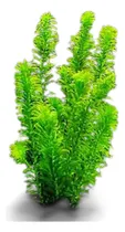 Comprar Elodea Planta Natural Low Tech  Aquário Plantado - 5 Mudas