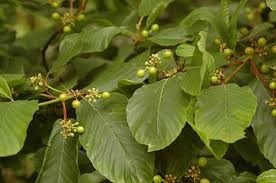 Cáscara Sagrada Rhamnus Purshiana D.c. 100 Gr