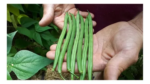 Cortador De Judías Verdes De Acero Inoxidable - Pequeño, Fácil De Usar Y Limpio, Ideal Para Verduras