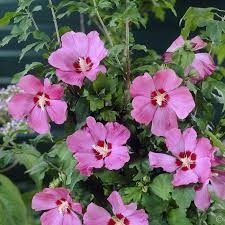 Hibiscus Syriacus  Woodbridge  Rosa De Siria Planta Exotica