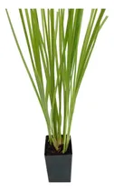 Comprar Vetiver Plantin Huerta Cerco Vivo Barrera Tablestacados 