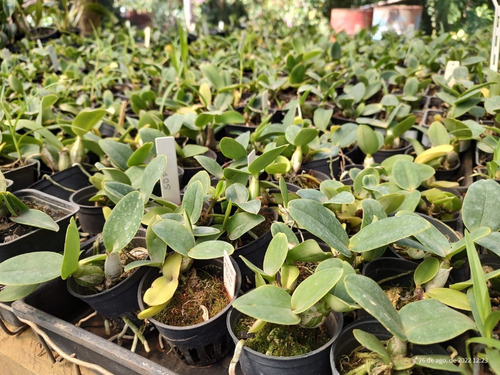 Cattleya Nobilior Semi Alba Lineata X Amaliae Labelo Grande