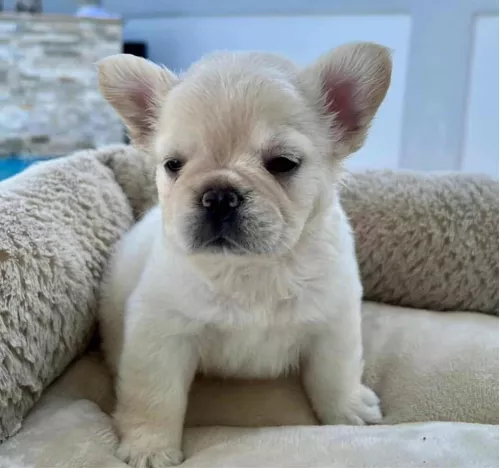 Criadero Bulldog Frances Fluffy - Dinastía Cachorros Medellin