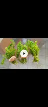 Comprar Algas Naturales Para Acuarios 